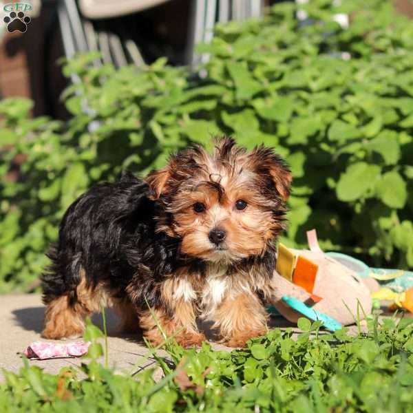 Bella, Yorkie Puppy